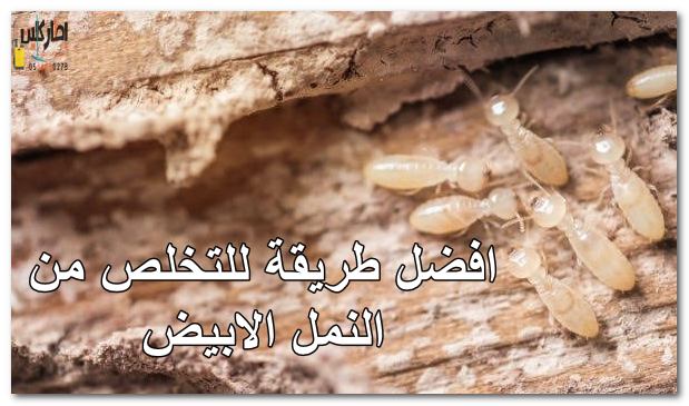 افضل طريقة للتخلص من النمل الابيض​