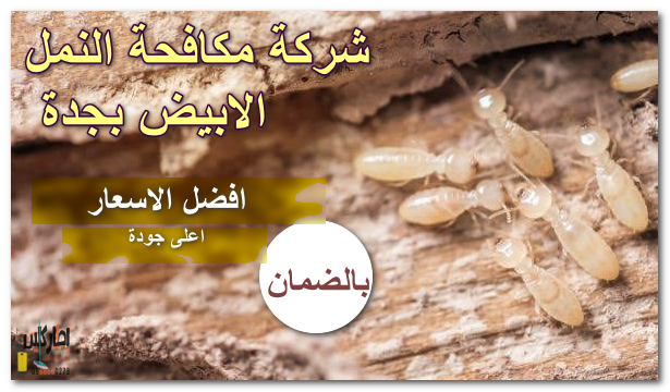 شركة مكافحة النمل الابيض بجدة
