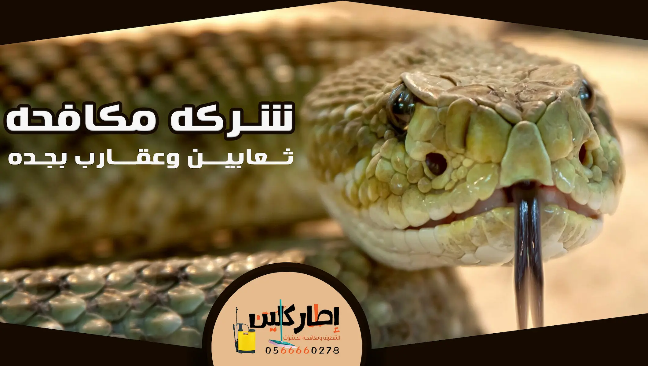 شركة مكافحة الثعابين والعقارب بجدة