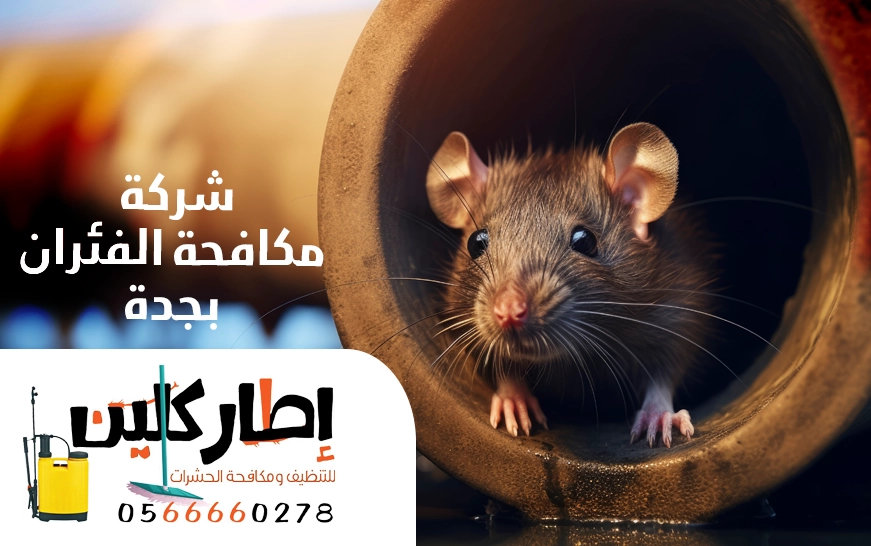 شركة مكافحة الفئران بجدة