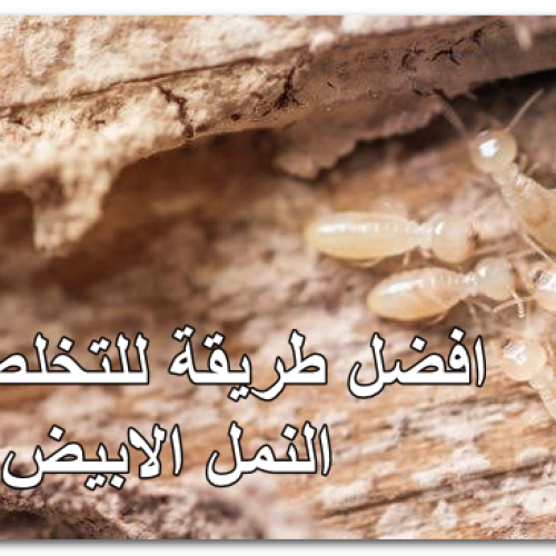 افضل طريقة للتخلص من النمل الابيض​