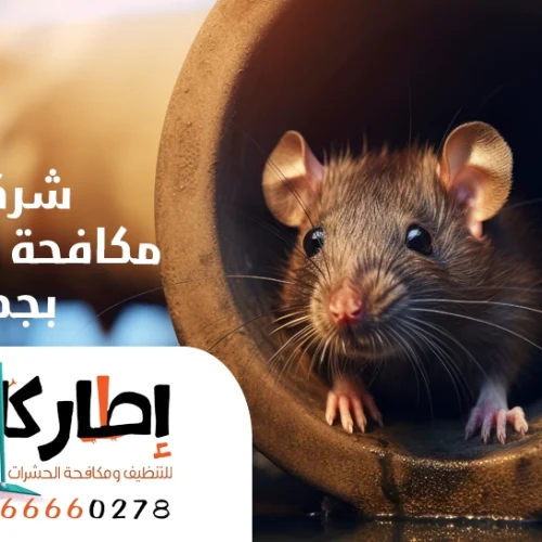 شركة مكافحة الفئران بجدة