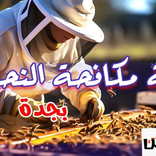 شركة مكافحة النحل بجدة