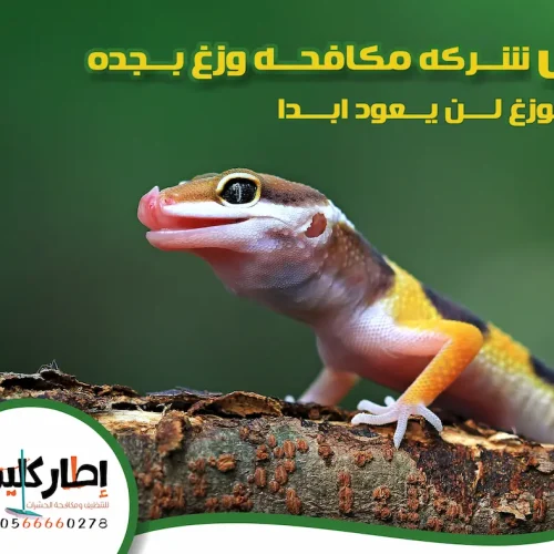 شركة مكافحة الوزغ بجدة